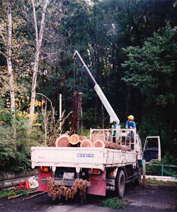 工事支障木伐採処理